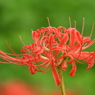曼珠沙華1