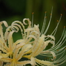 曼珠沙華4