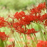 曼珠沙華7