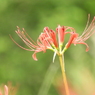 曼珠沙華10