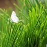 針のむしろの隙間