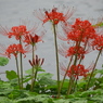 曼珠沙華13