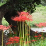 曼珠沙華15