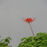 曼珠沙華16
