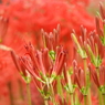 曼珠沙華18