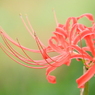 曼珠沙華19