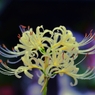秋の気配・・・白花曼珠沙華