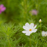 白い秋桜