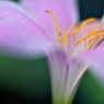 Rain lily
