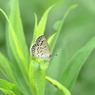 写真掌編：菊芋をめぐる冒険11：ヤマトシジミの場合