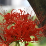 彼岸花6