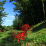 彼岸花1