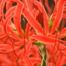 彼岸花14