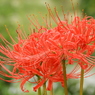 彼岸花15