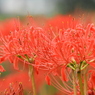 彼岸花11