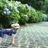 紫陽花とメロン