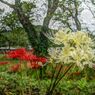 虫時雨　彼岸花　Ⅱ