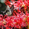 曼珠沙華の秋とナミの舞、、、。