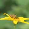 写真掌編：菊芋をめぐる冒険16：小さなセセリ、大いに語る