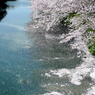 sakura2