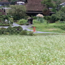 秋の里