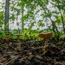 虫時雨　キノコ