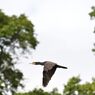 カワウ飛ぶ　１　DSC_8921