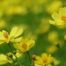 昭和記念公園・秋桜 2