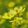 昭和記念公園・秋桜 3