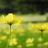 昭和記念公園・秋桜 5