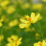 昭和記念公園・秋桜 9