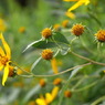 写真掌編：菊芋をめぐる冒険20（最終回）：長老菊芋と風との対話
