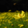 昭和記念公園・秋桜 11