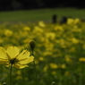 昭和記念公園・秋桜 15