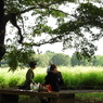 昭和記念公園・秋桜 17