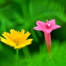 ルコウソウと黄花コスモス