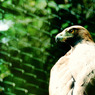 golden eagle