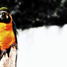 Blue-and-yellow Macaw