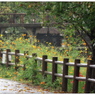 「霧雨」　小江戸川越散歩198