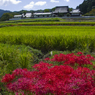 曼珠沙華　橘寺