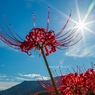 曼珠沙華/光芒キラキラ