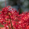 曼珠沙華/大小の玉ボケ