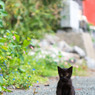 黒おチビさん