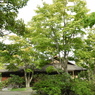 初秋の日本庭園5