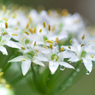 雨上がりのニラの花/雫が主役