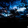 Twilight