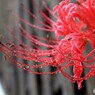 垣の外も雨　（彼岸花）
