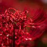 曼珠沙華/深紅♪