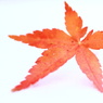 small‐秋