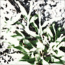 WHITE NOISE (09)